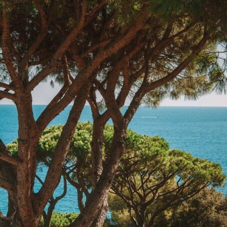 Image of Lily of the Valley